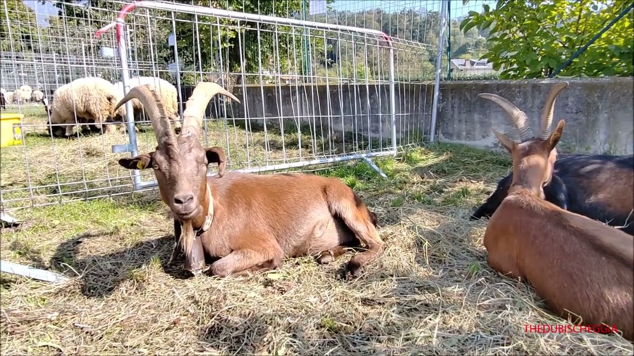 TANTI ANIMALI ALLA 19^ FIERA DI VALLE A ROCCABRUNA (CN) DOM. 1 - 10 -  2023.