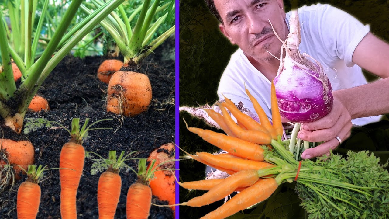 زراعة الجزر فى المنزل امر بسيط وممتع 🥕🥕طعمة ورائحته رائعة👍صحى وبدون اسمدة نهائيا
