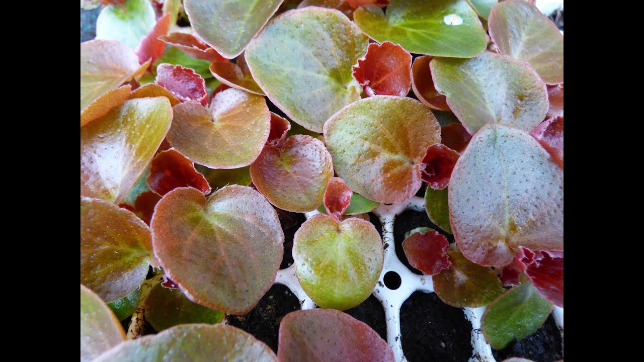 SEMER DES BÉGONIAS (graines nues)