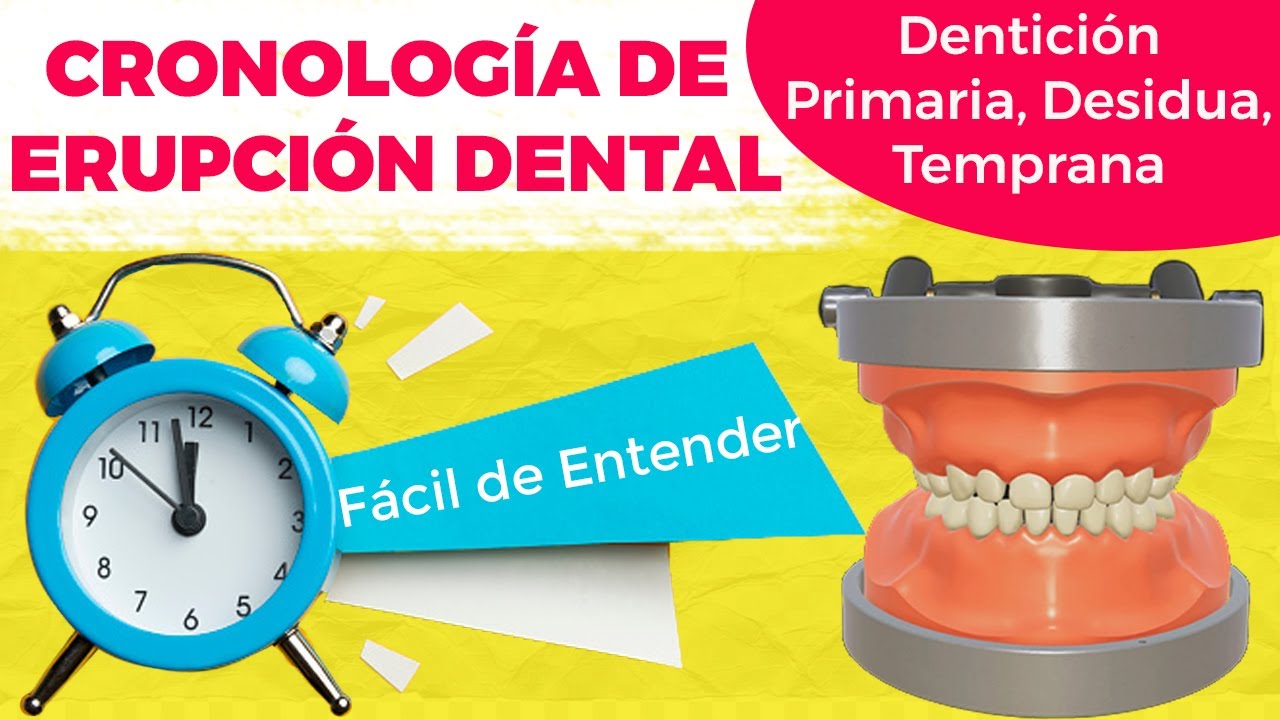 🦷Cronología De Erupción Dentición Primaria Decidua / Erupción Dental/ ¿Cuándo Salen los Dientes?🦷