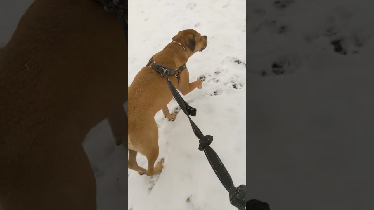 ⌛walk until Hercules 🚶‍♂️🐕 poops 💩