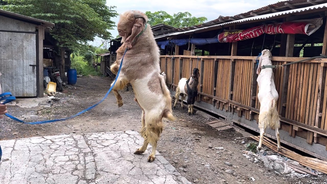 KAMBING JUMBO DOMBING FARM, pakan 2rb/hari, 100 ekor tanpa ABK🔥