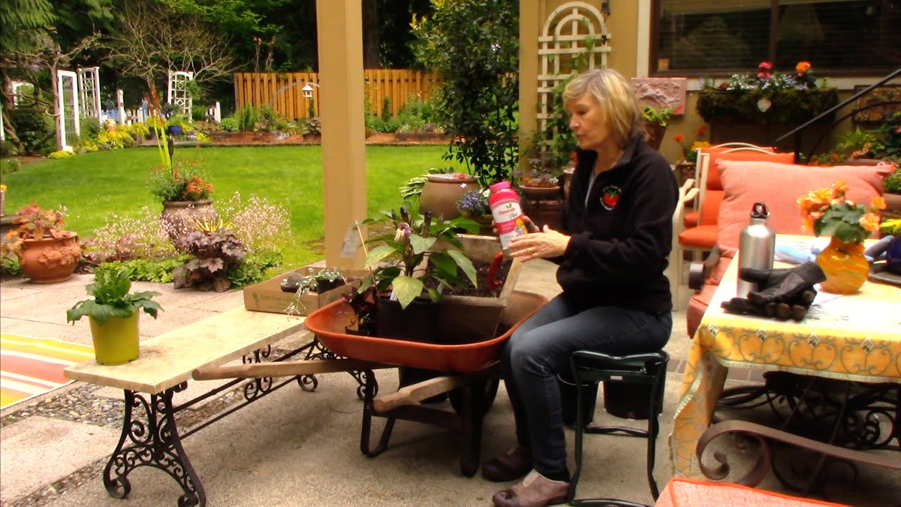 How to Plant: Angel Trumpet Datura