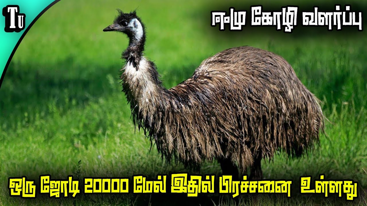 ஈமு கோழி வளர்ப்பில் இருக்கும் பிரச்சனைகள் என்ன ?