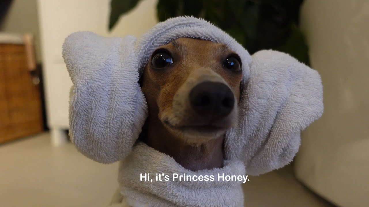 Giving my dog a spa day