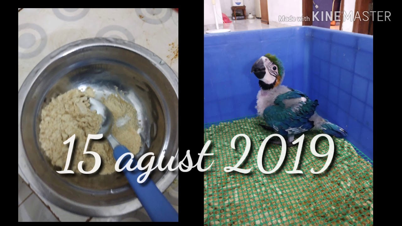 Macaw  #buburlolohan  #khusus parbeng  #baby macaw