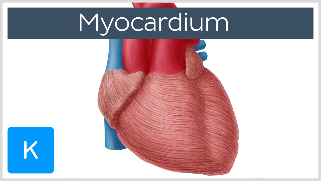 Myocardium - Definition, Location & Function - Human Anatomy |&nbsp;Kenhub