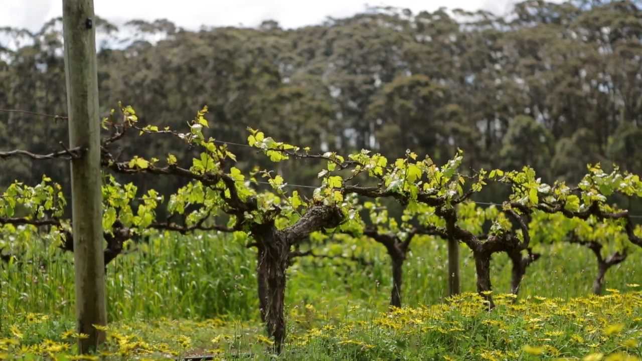 Leeuwin Estate, Margaret River, Western Australia