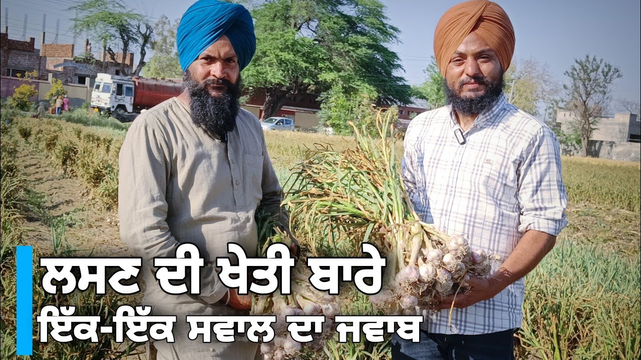 ਲਸਣ ਦੀ ਖੇਤੀ ਕਿਵੇਂ ਲੱਖਾਂ ਦੀ ਕਮਾਈ ਦਿੰਦੀ?ਦੇਖੋ ਪੂਰੀ ਵੀਡੀਉ Red Garlic farming in punjab #garlicpricetoday