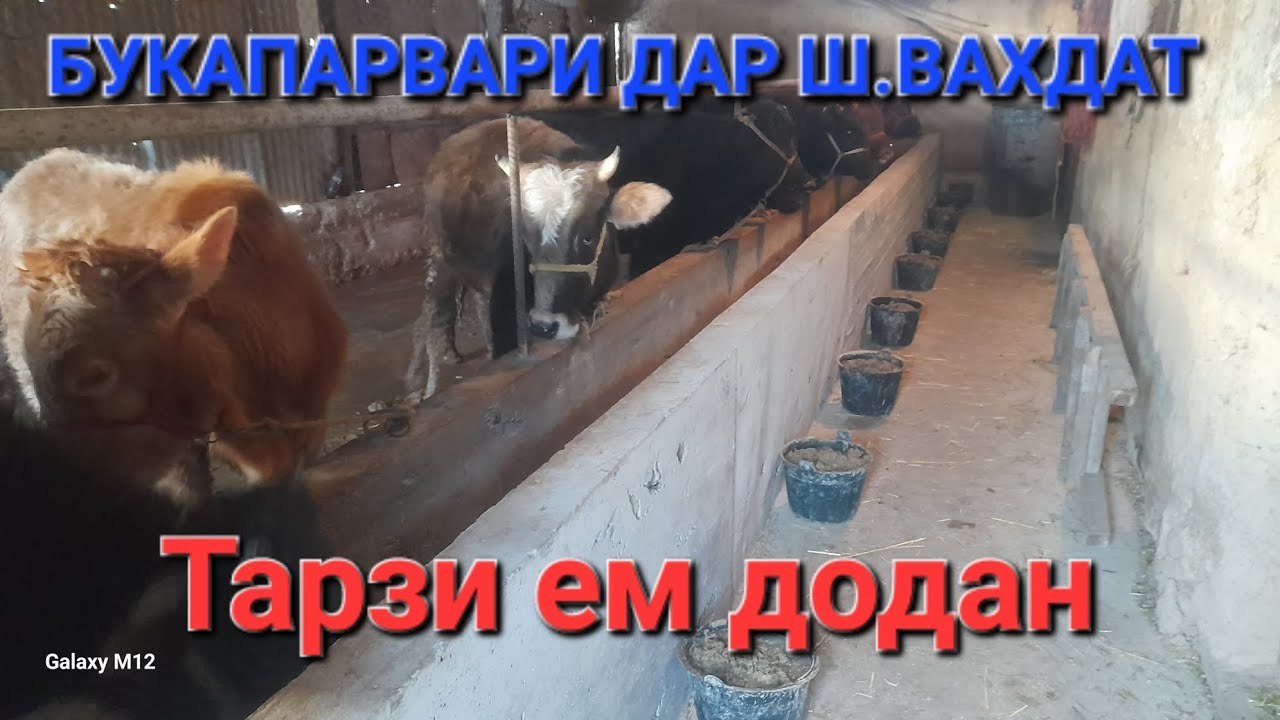 🌳🐃🐃🐃🐃БУКАПАРВАРИ🌳 ДАР ШАРОИТИ ХОНА🌳 ТАРЗИ ХУРОК ДОДАНИ БУКАХО🐄🐂🐂🐃🐃