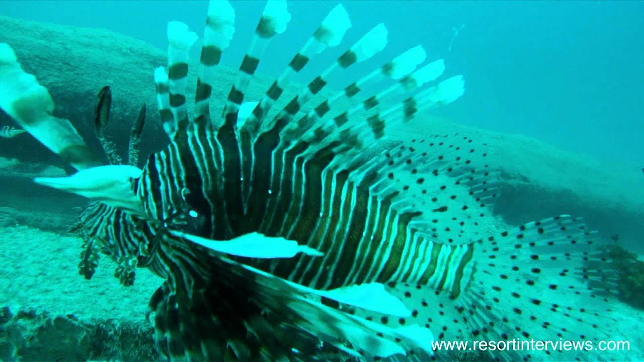 Lankayan Island Dive Resort - Pier Scuba Dive - GoPro HD Hero