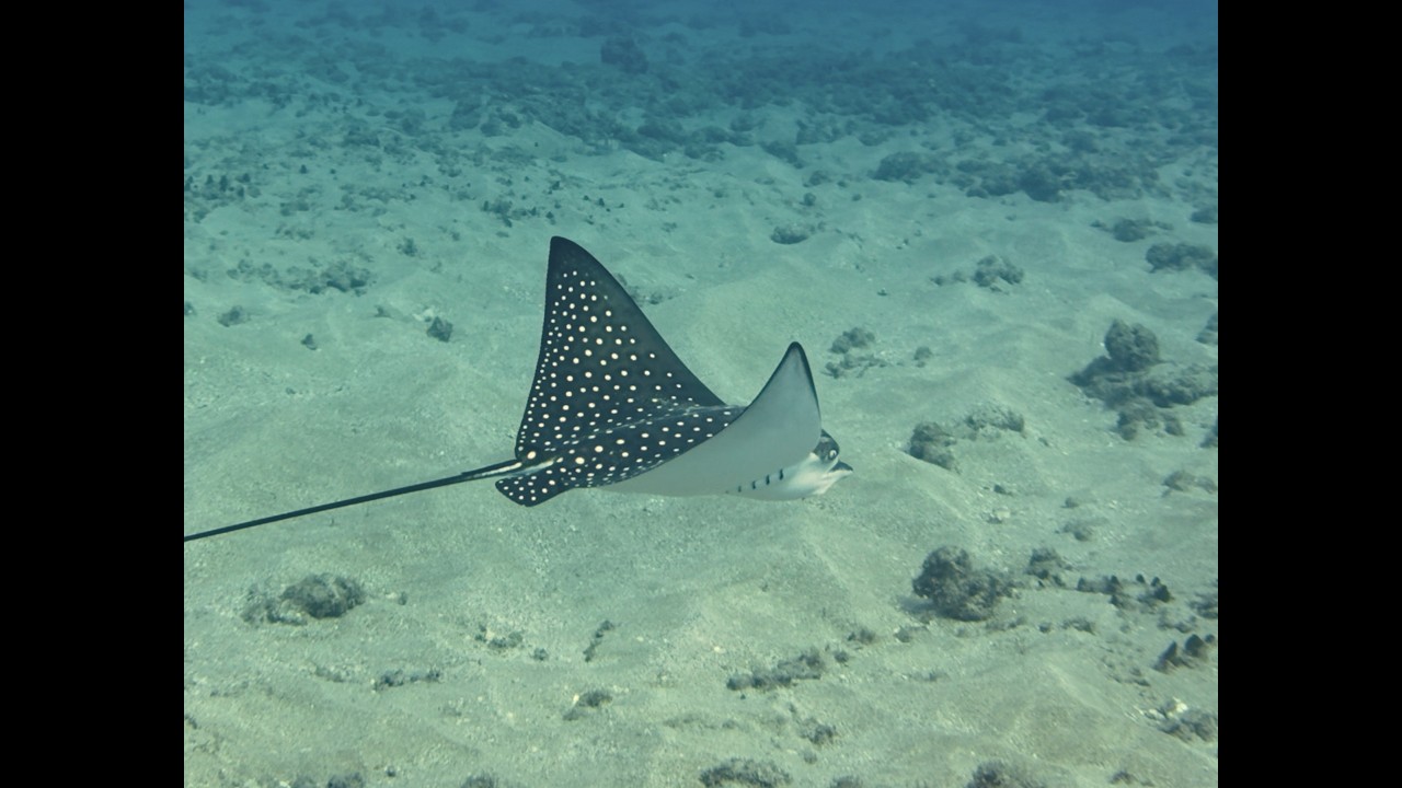 Maui Hawaii SCUBA Diving, collection of critters 12-29-25