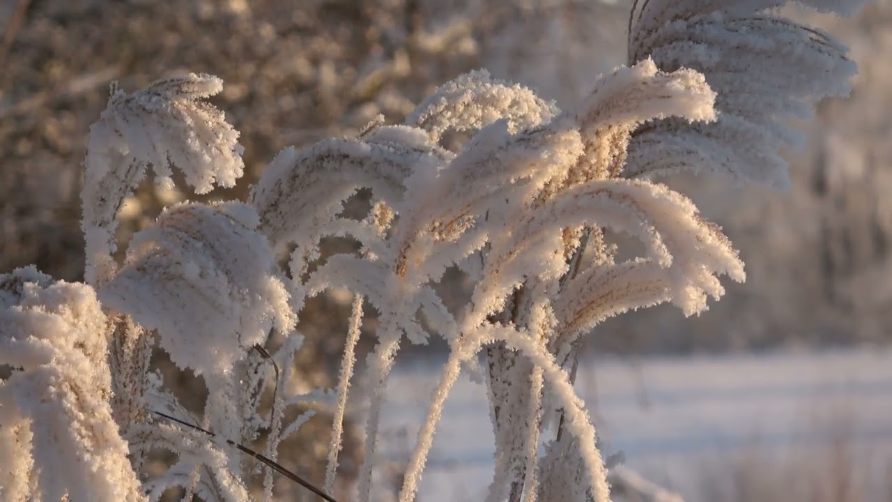 Winter 2021 01 January // Sausis Sony Ax-53