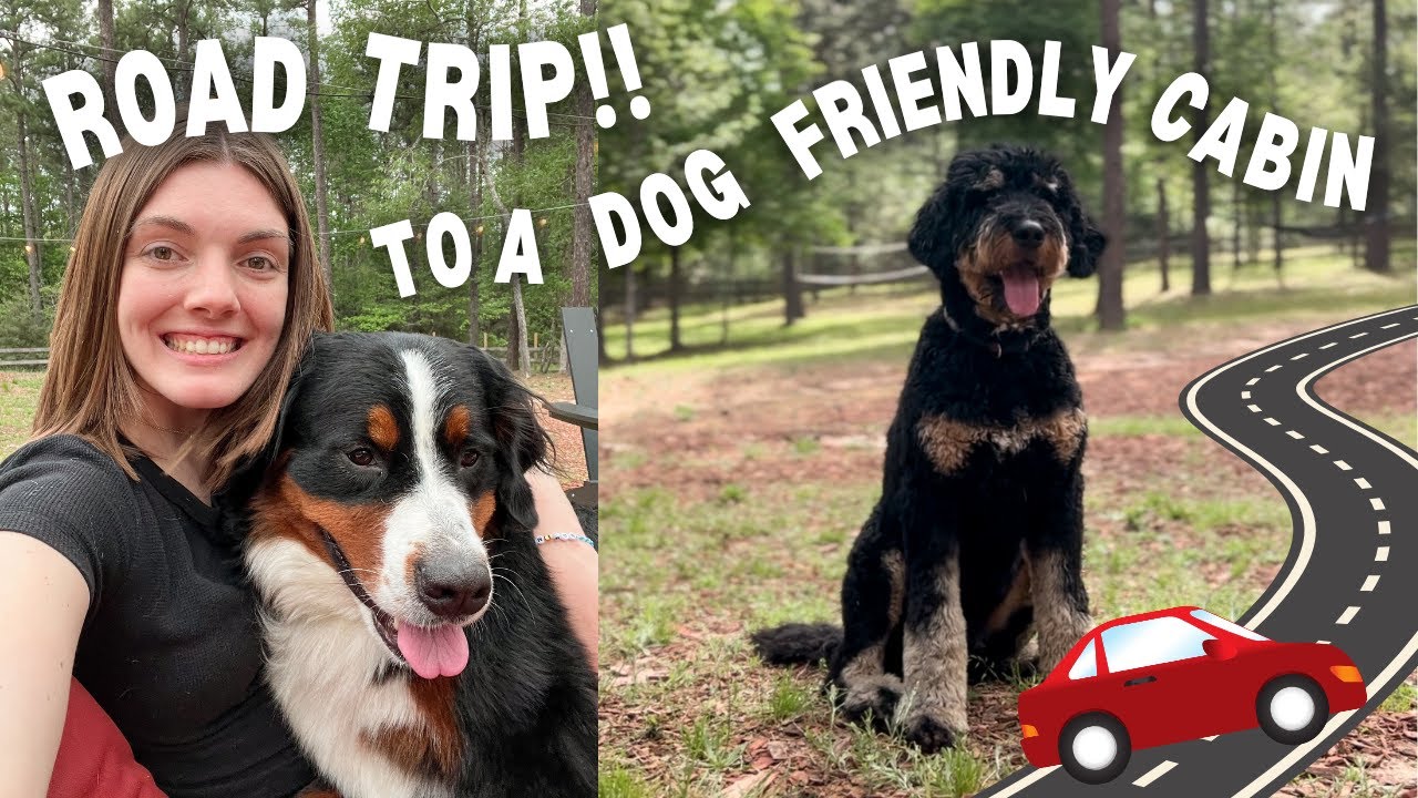 ROAD TRIP TO A DOG-FRIENDLY CABIN: 4 dogs in 1 car, travel vlog, big cabin tour