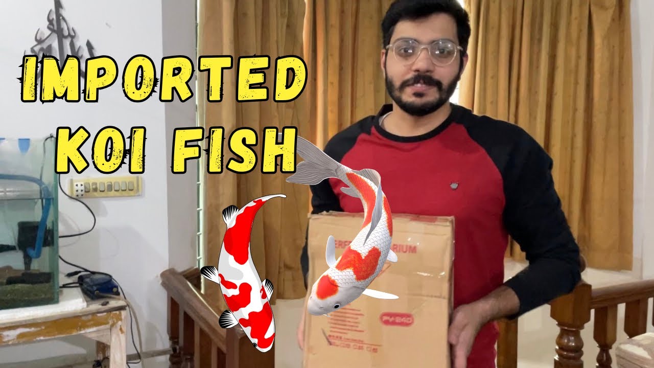  “New Imported Koi Fish Arrived 🐟💦”#KoiUnboxing#FishVlog#JapaneseKoi #KoiLovers#AestheticVlog