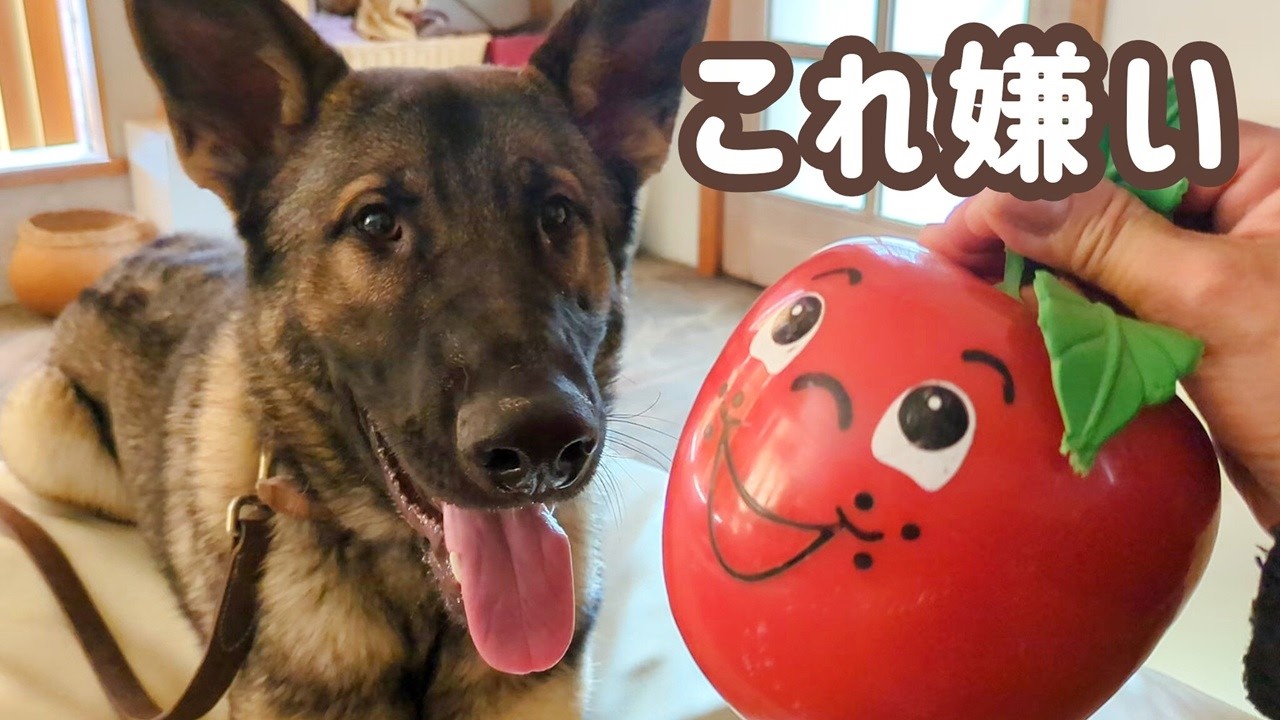 【ジャーマンシェパード】相変わらず可愛いままの訓練系シェパード生後8ヶ月過ぎ😁