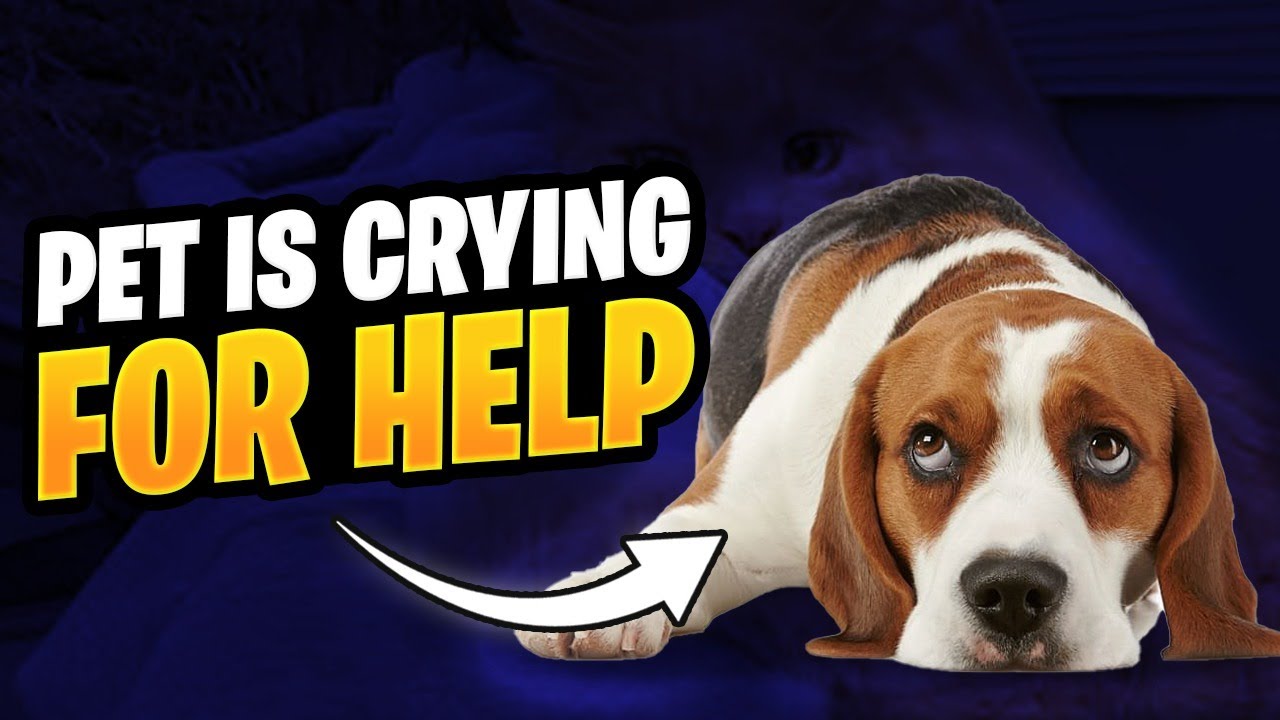 10 SIGNS YOUR PET IS CRYING FOR HELP - Dog Needs Help Signs