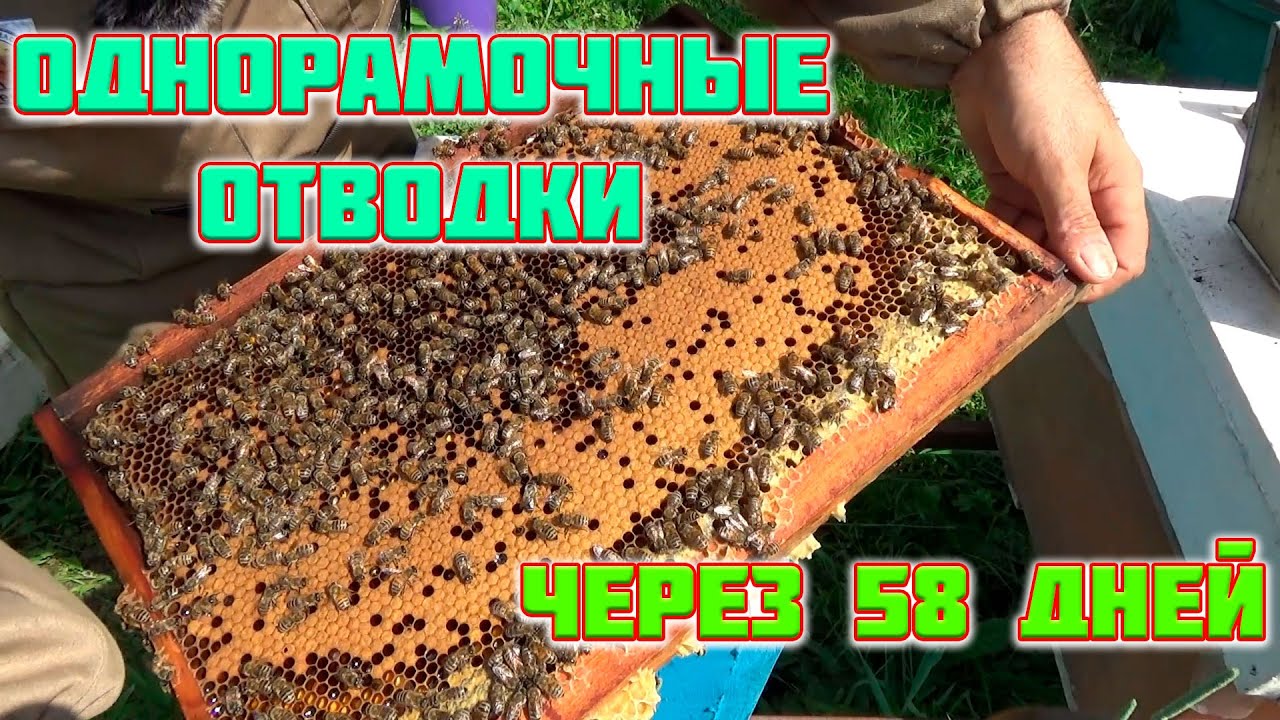 Однорамочные отводки через 58 дней. 20 июня. Цветет Липа. Подставляем рамки с вощиной