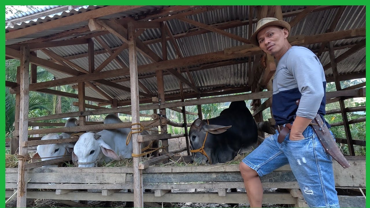 MAGKANO LAHAT ANG INABOT SA AMING MGA ALAGA SA ISANG LINGGO(BAKA,CARABAO AT BABOY)