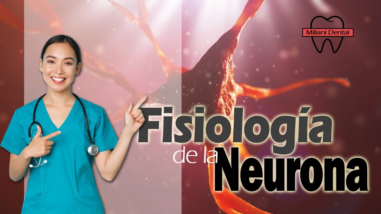 &iquest;C&oacute;mo funciona una neurona?