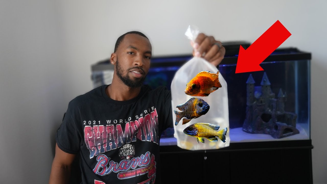 I Bought African Cichlids for my New Tank