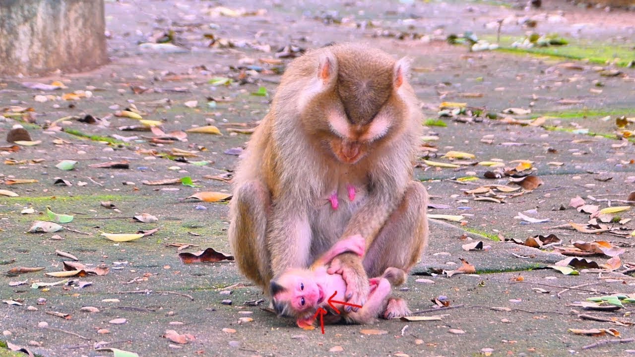 Oh… a newborn baby monkey, not even a day old, and Mom is already gently teaching her.