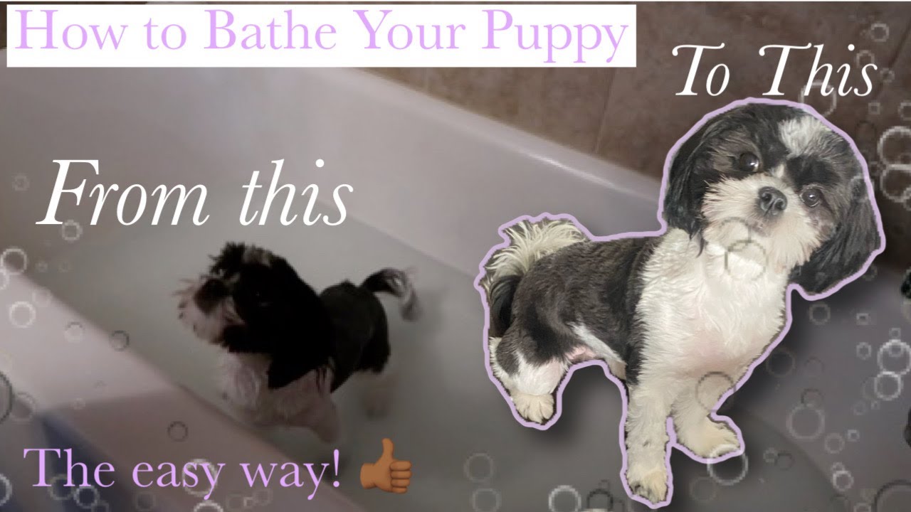 How to Bathe Your Puppy at HOME:Dog Grooming| Hacks, Products & Tips| Petietec Hands Free Blow Dryer