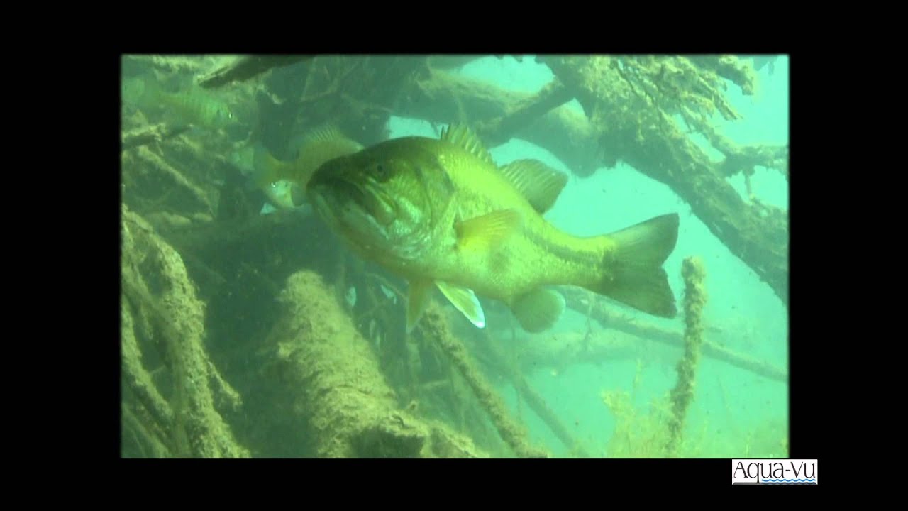 Aqua Vu - Underwater Fish Life