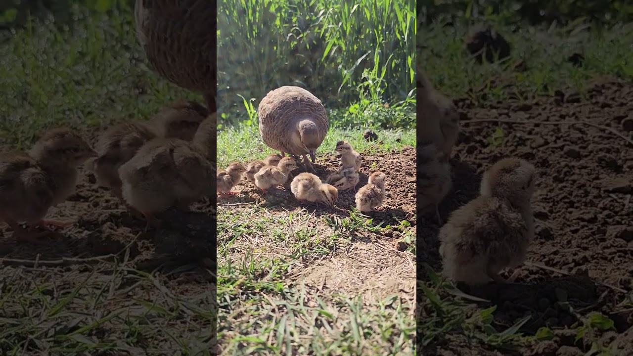 Partridge babies first time feeding 