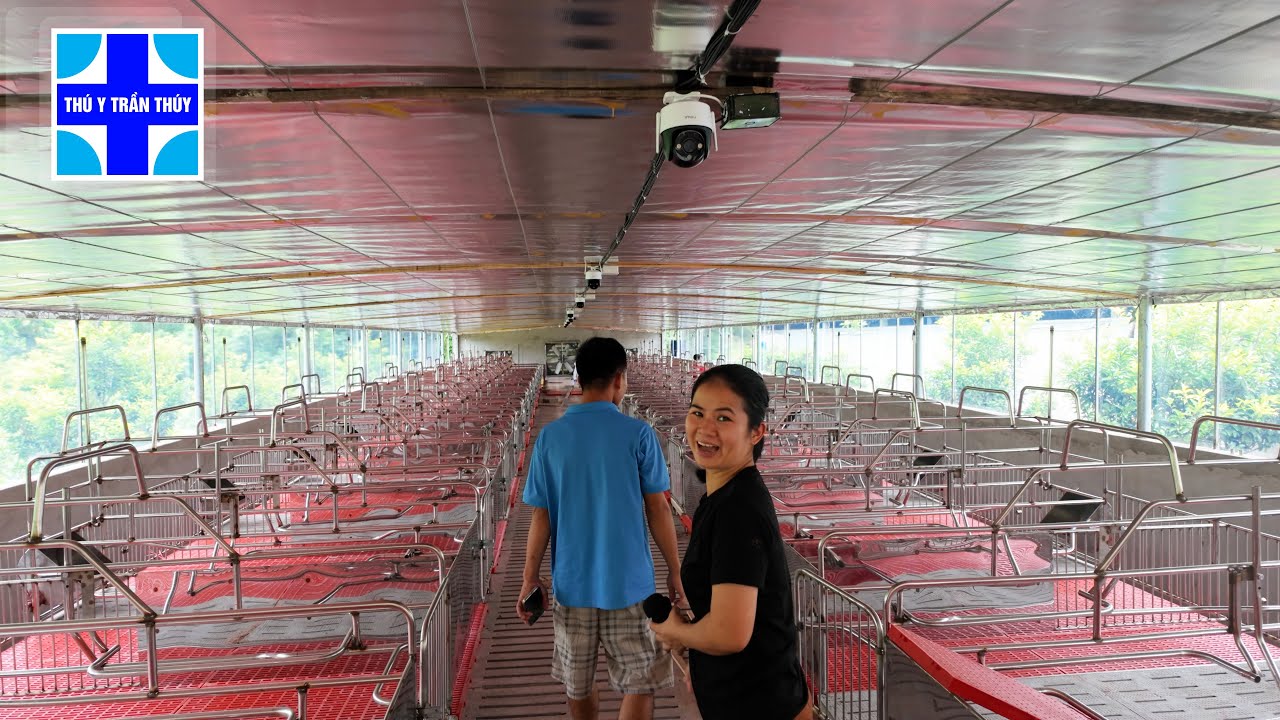 Chuồng lợn nái bằng inox có giá cả tỉ đồng