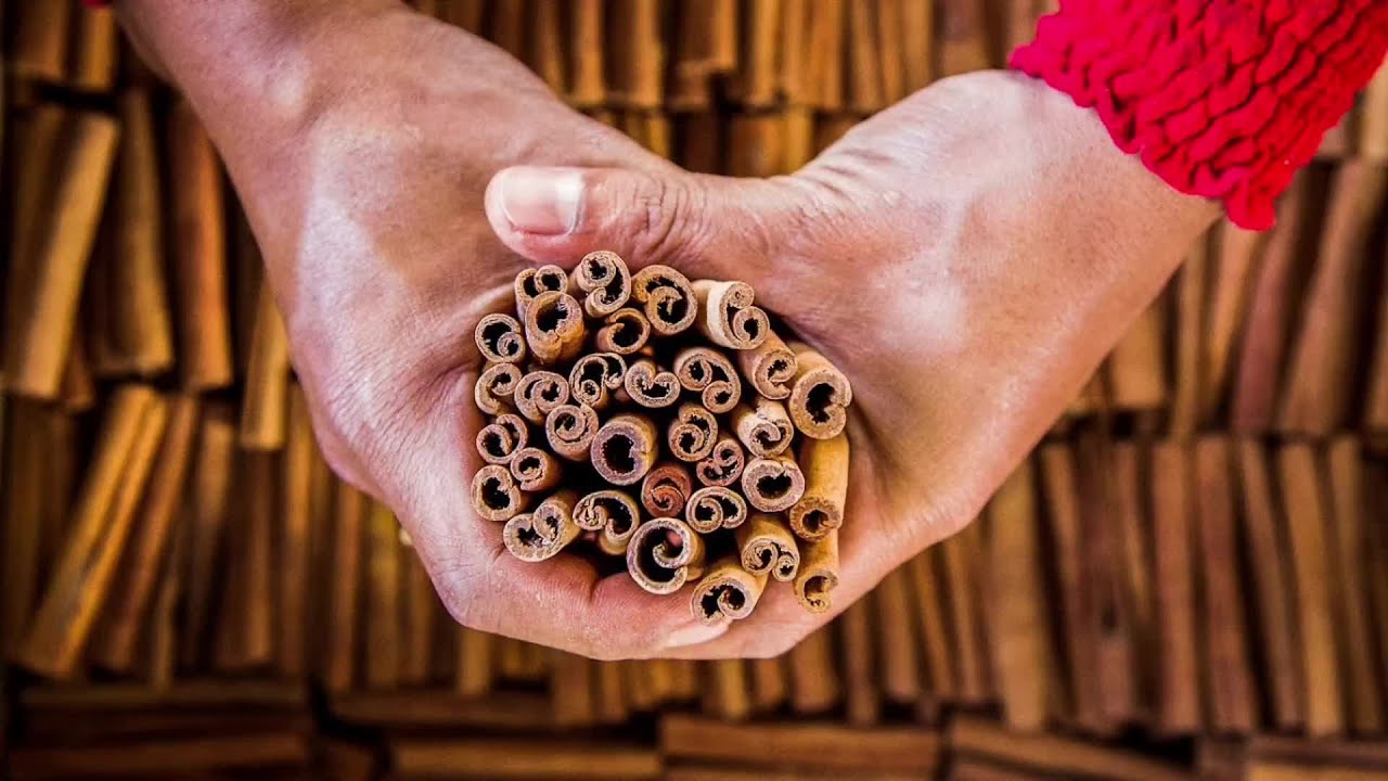 The Life Cycle of Cinnamon | Modern Agricultural Cultivation and Harvesting of Cinnamon Bark