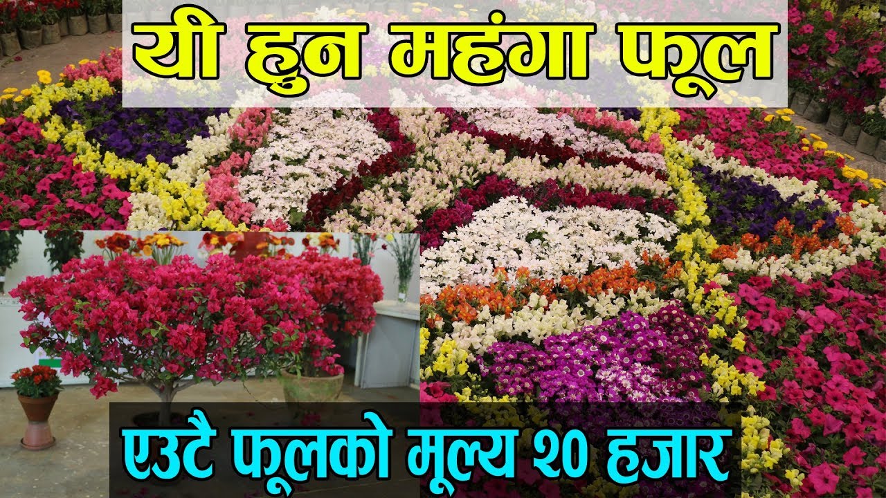यी हुन महंगा फूल || एउटै फूलको मूल्य २० हजार || Expensive Flower in Nepal