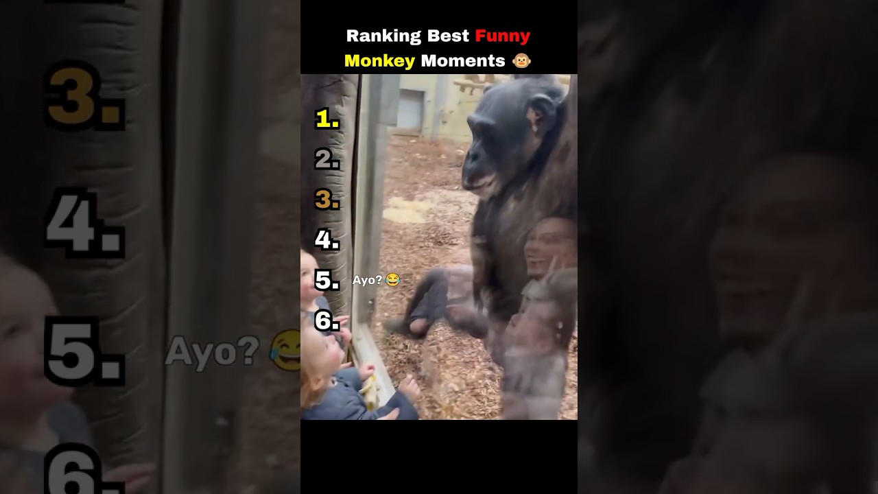 Рейтинг самых смешных моментов с обезьянами 😂😂 #шорты #обезьяны