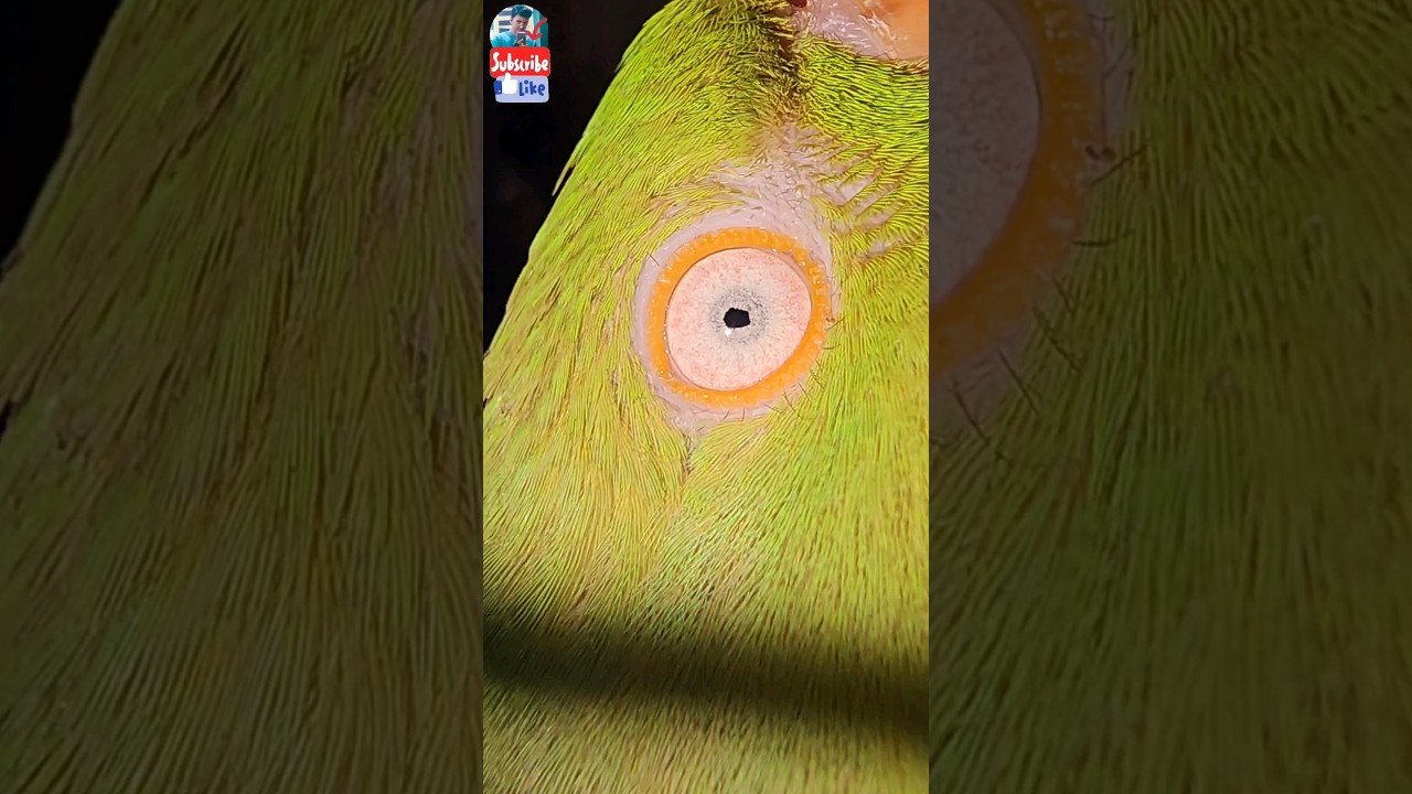 Zooming into Eyes of bird ● Macro shot of  Eye of parrot | 🦜  @walkwithsush