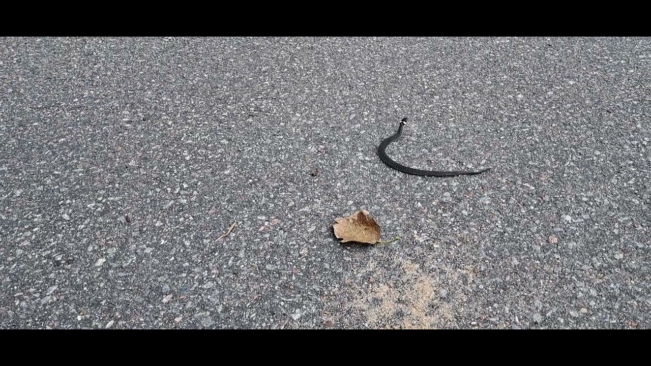 Nastik - Grass snake - Natrix natrix