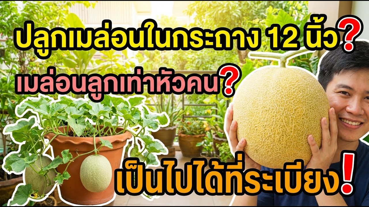 ปลูกแตงโมในกระถาง 12 นิ้ว ผลเท่าหัวคน บนระเบียงได้จริง!