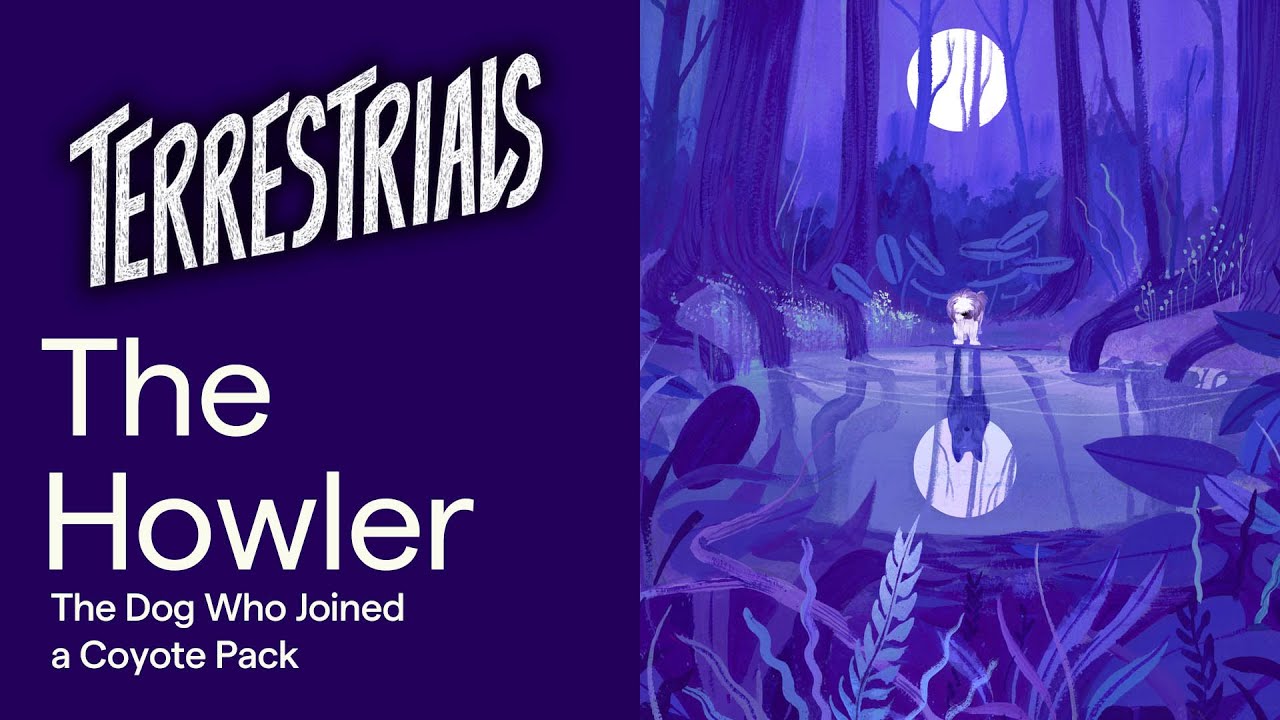 The Howler: The Dog Who Joined a Coyote Pack | Terrestrials Podcast