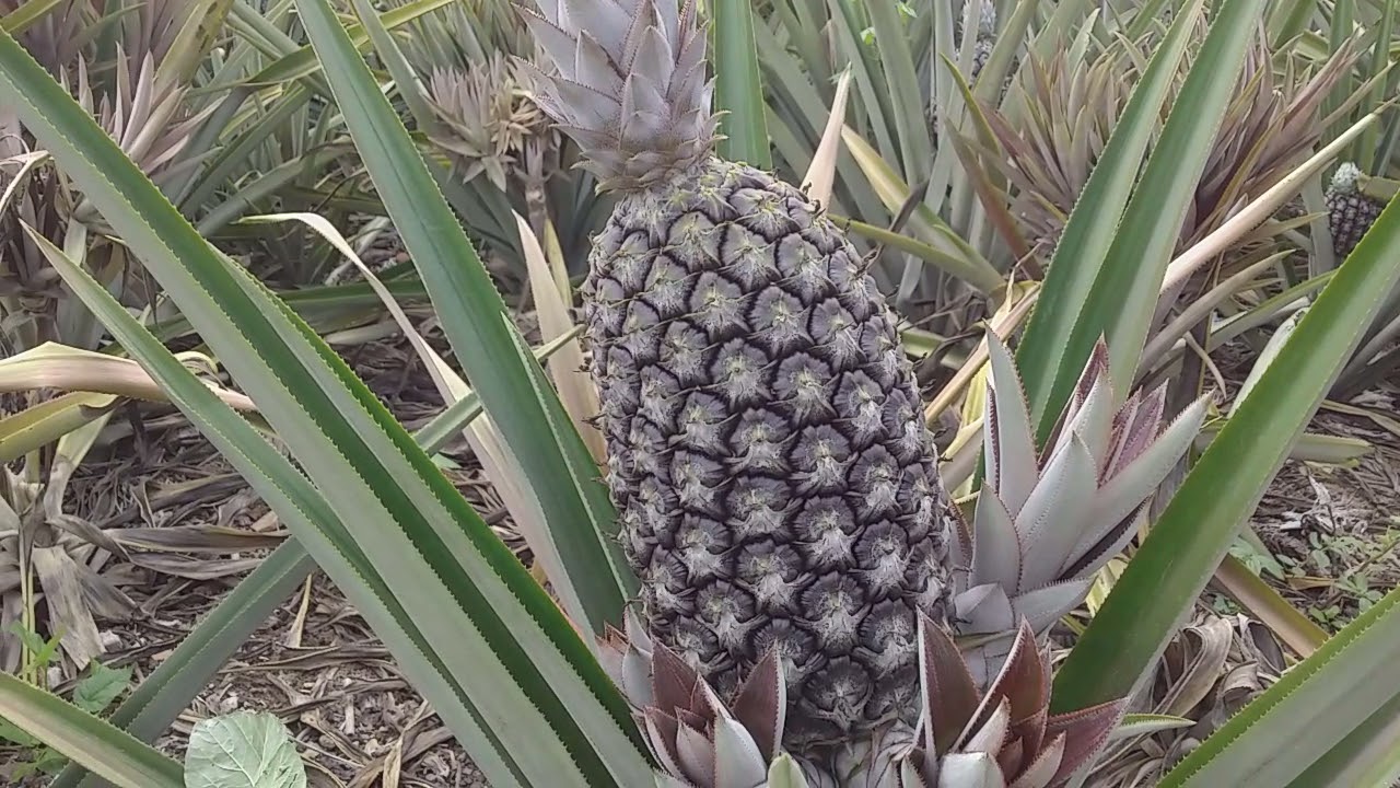 mostrado o resultado das frutas de abacaxi com a aplica&ccedil;&atilde;o dos produtos de defesa na frutas