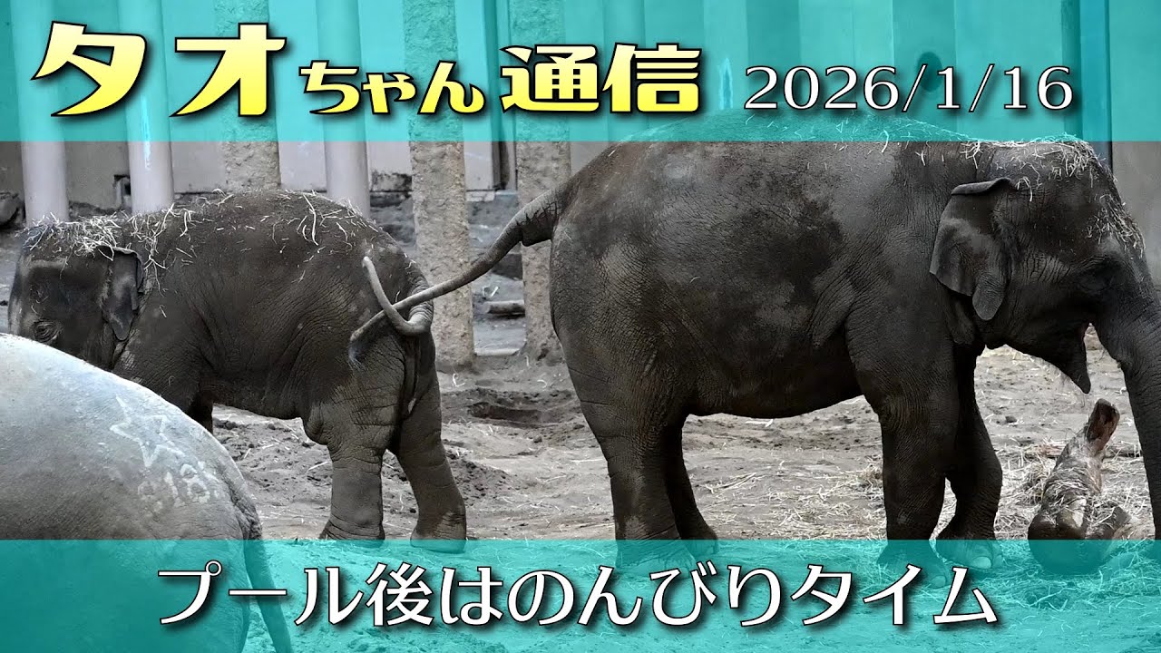 タオちゃん通信 2026/1/16 プール後はのんびりタイム 冷気でリフレッシュ？