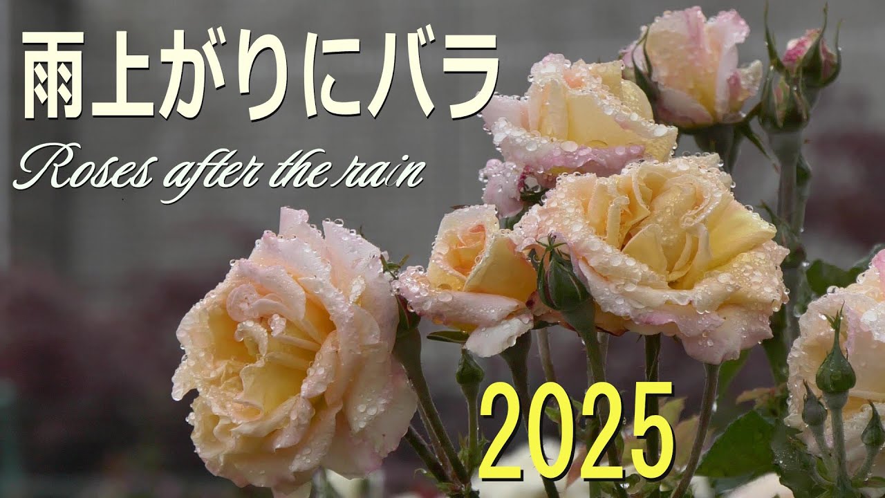 雨上がりのバラ【2025】4K 本郷給水所公苑、東京、日本