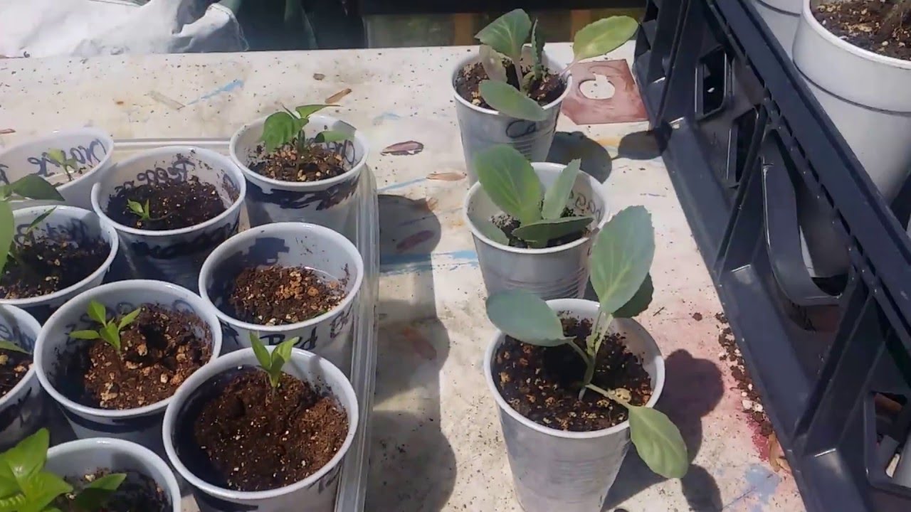 Get your plants READY to put outside in the garden