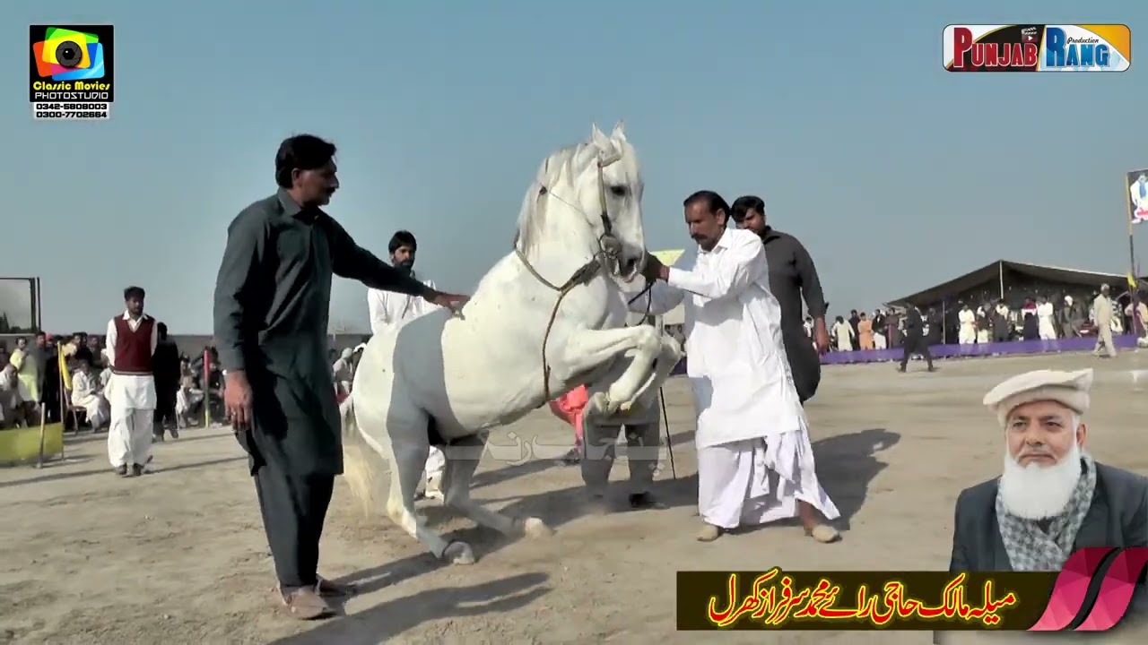 Chardha Suraj l چڑھدا سورج l Horse Dance Jhangar Lal Nankana Sahib 14 15 Feb 2024 l Ch Muhammad Fa