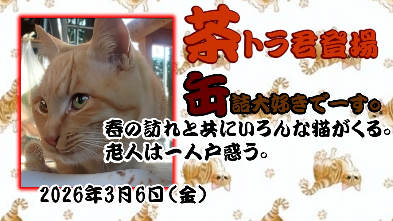 【外猫茶トラ君登場】缶詰好き まだ幼さ残る　新しいキャラ多すぎて老人戸惑う