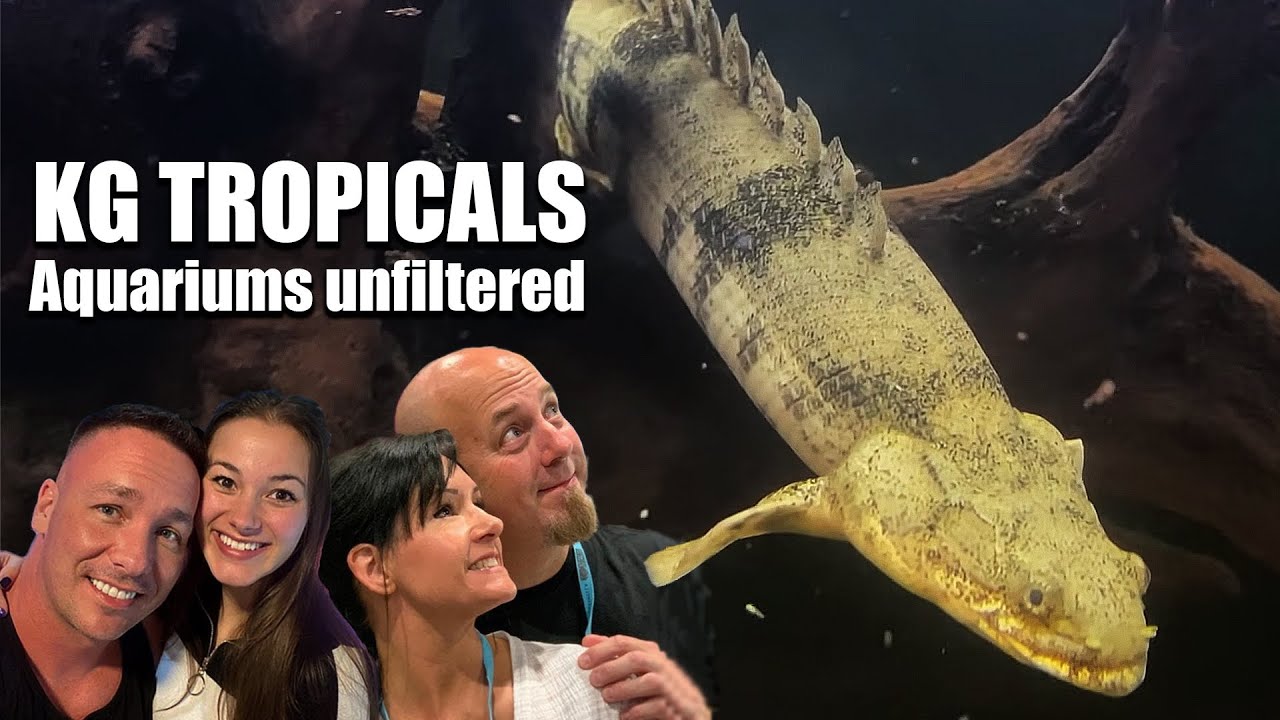Aquariums Unfiltered - Episode 16 - KG tropicals - The king of DIY