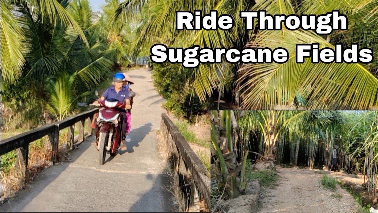 Riding Through Sugarcane Fields in Mekong Delta | Rural Vietnam Life on Cu Lao Dung