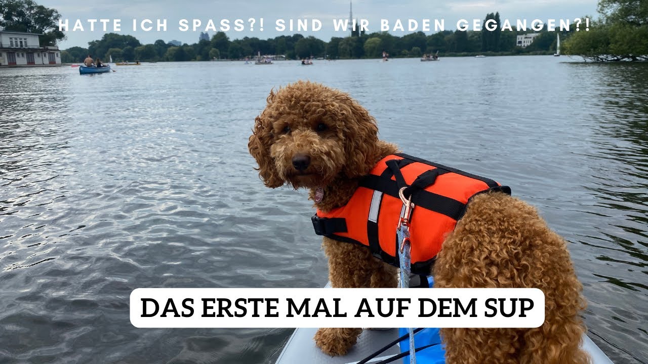 Das erste mal auf dem SUP mit Hund | Pudel Lotti