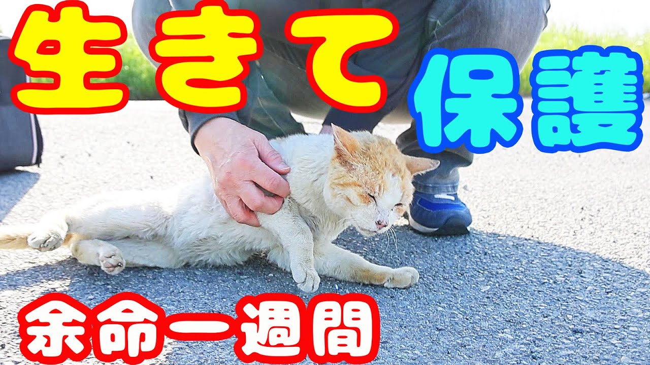 【野良猫緊急保護】ガリガリだったので緊急保護し病院にて余命一週間と言われたが懸命な介護に太ってきました 奇跡的回復