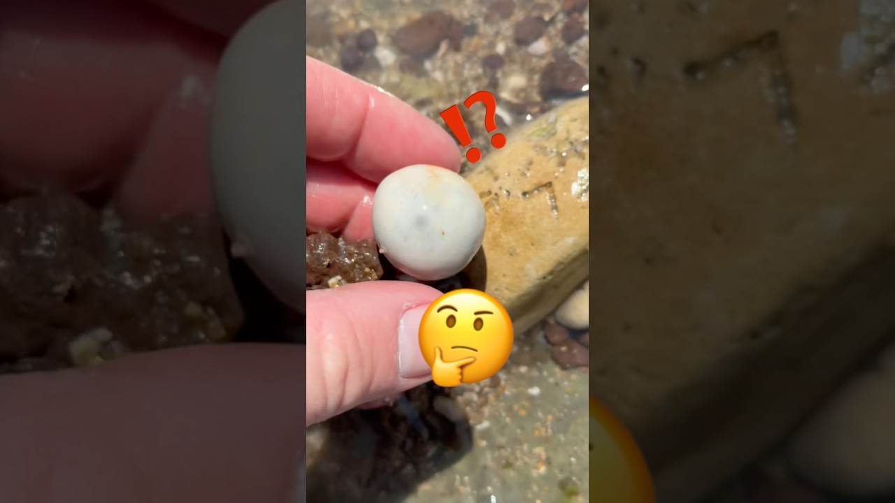 Fossil Hunter&rsquo;s Surprise 😳 Find!💫#fossil#ammonite#fossildiscovery