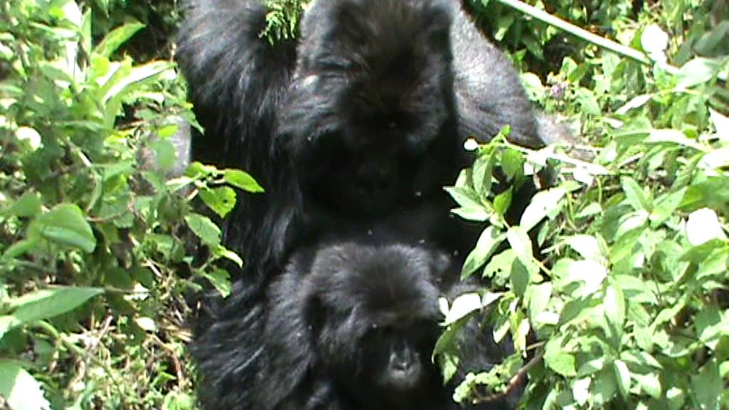 RWANDA GORYLE GÓRSKIE W PARKU WIRUNGA