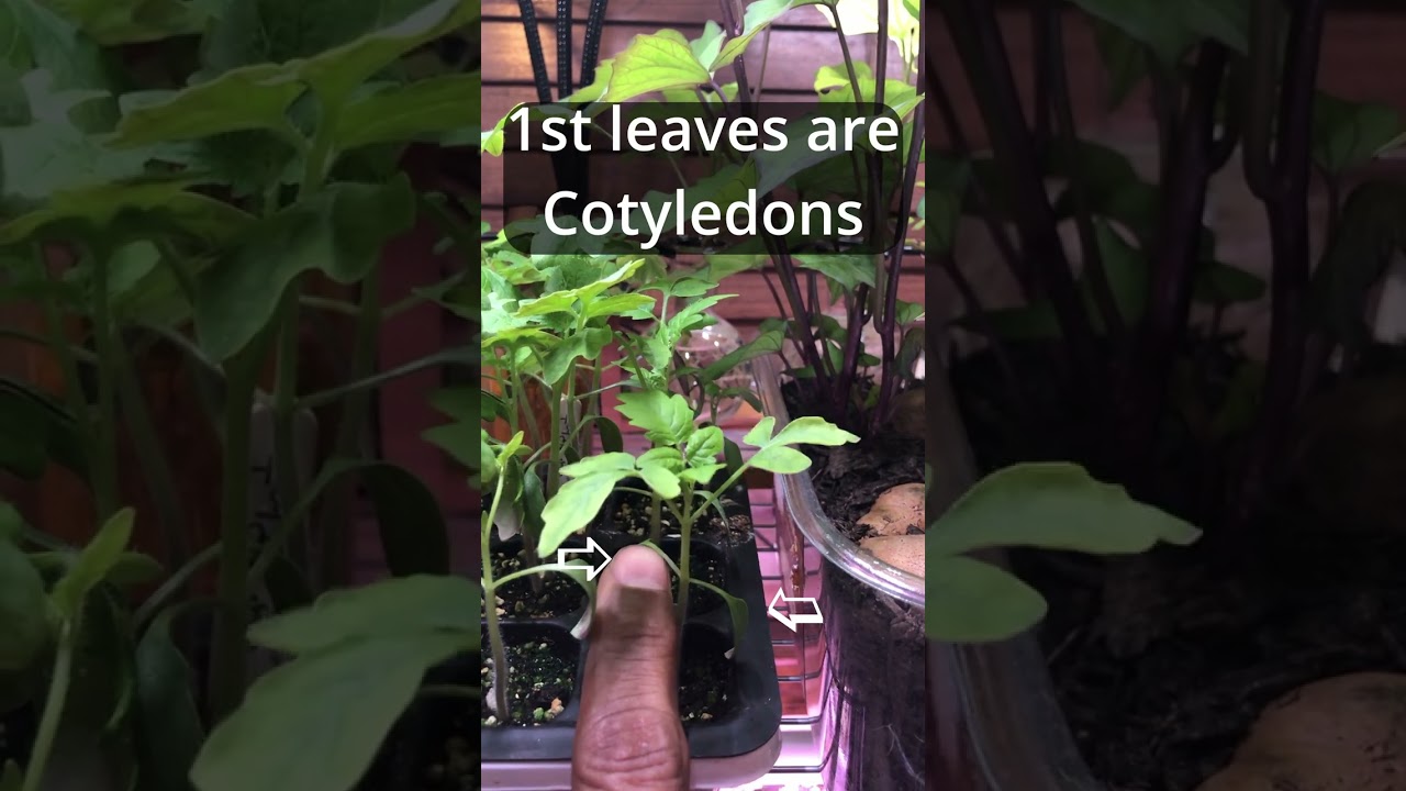 When To Transplant Seedlings #shorts #gardening #garden #seedlings